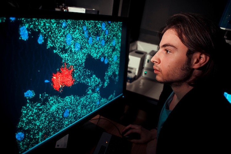 a researcher looking at cells on a screen